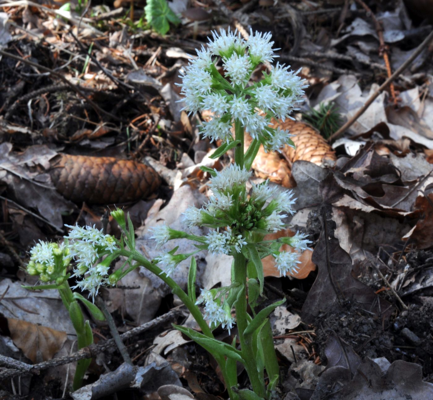 devětsil bílý (Petasites albus) – Příroda Říčanska